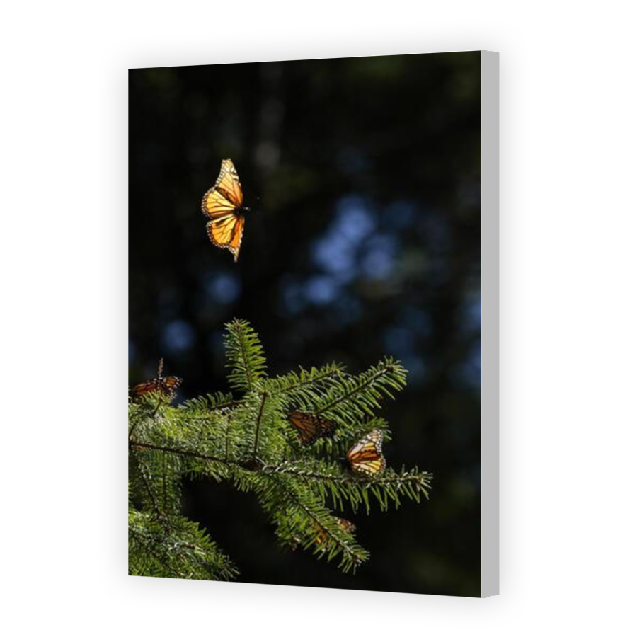 Thumbnail for Canvas - Coloured Canvas Wrap