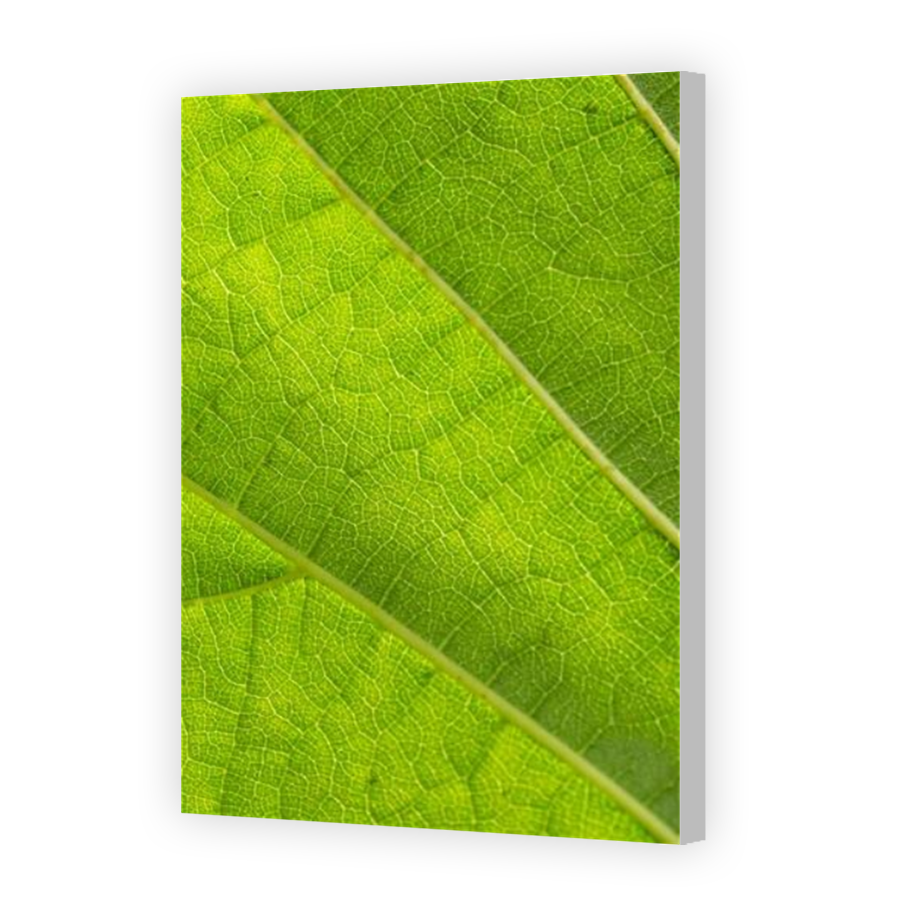 Thumbnail for Canvas - Coloured Canvas Wrap