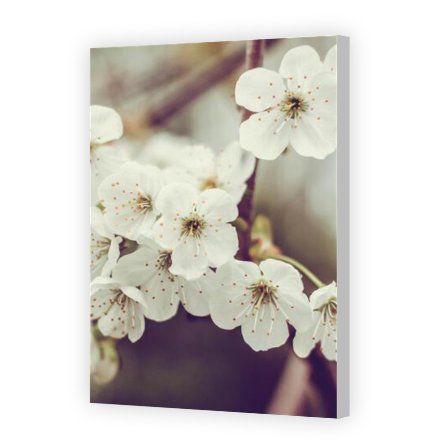 Thumbnail for Canvas - Coloured Canvas Wrap