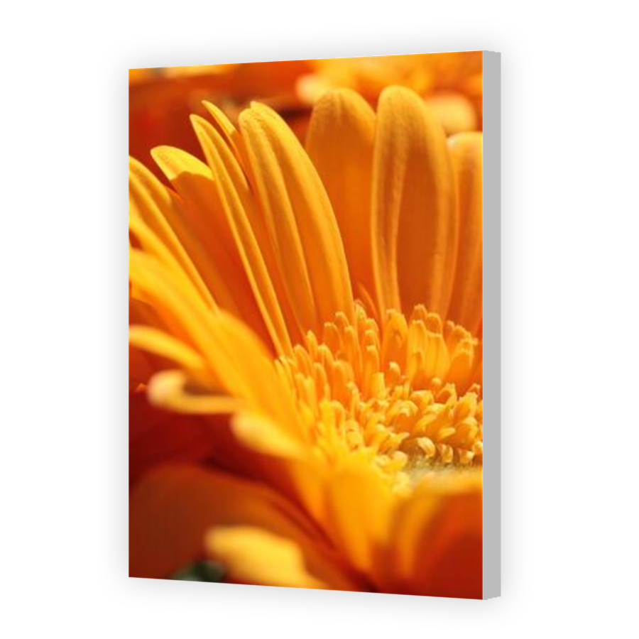 Thumbnail for Canvas - Coloured Canvas Wrap