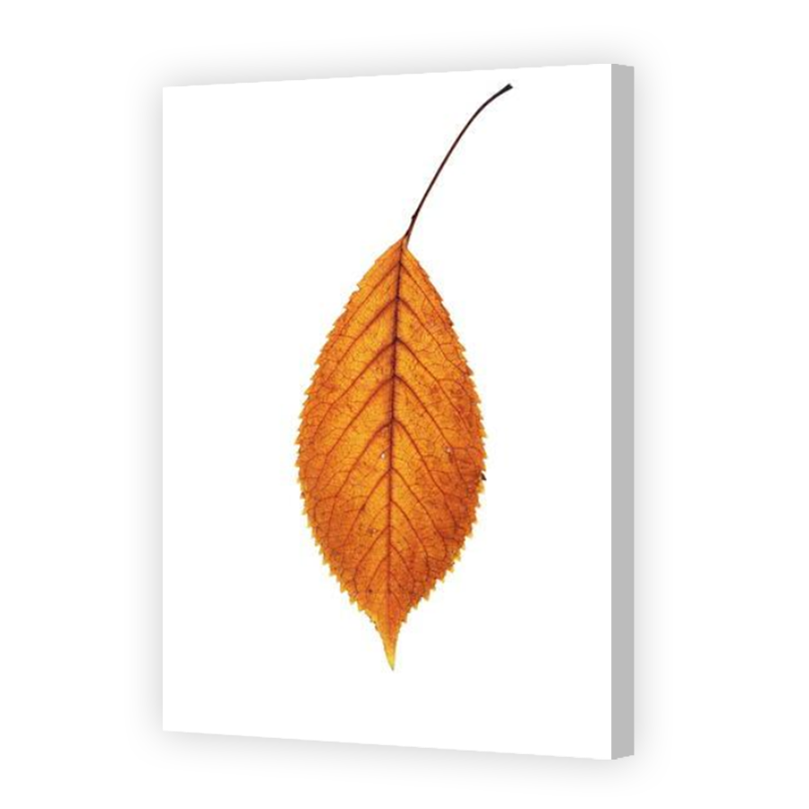 Thumbnail for Canvas - Coloured Canvas Wrap