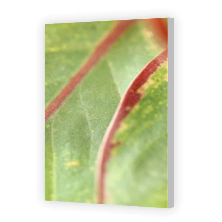 Thumbnail for Canvas - Coloured Canvas Wrap