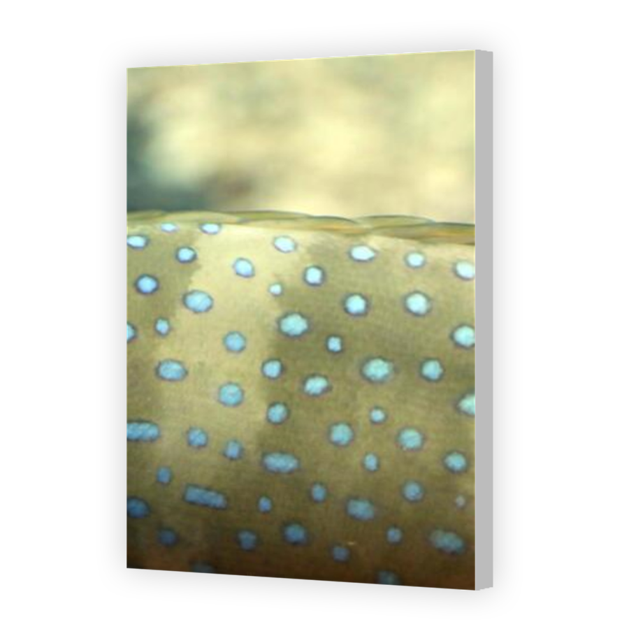 Thumbnail for Canvas - Coloured Canvas Wrap