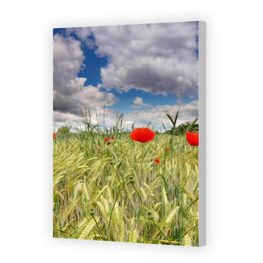 Thumbnail for Canvas - Coloured Canvas Wrap