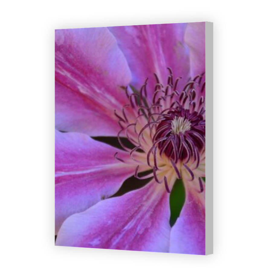 Thumbnail for Canvas - Coloured Canvas Wrap