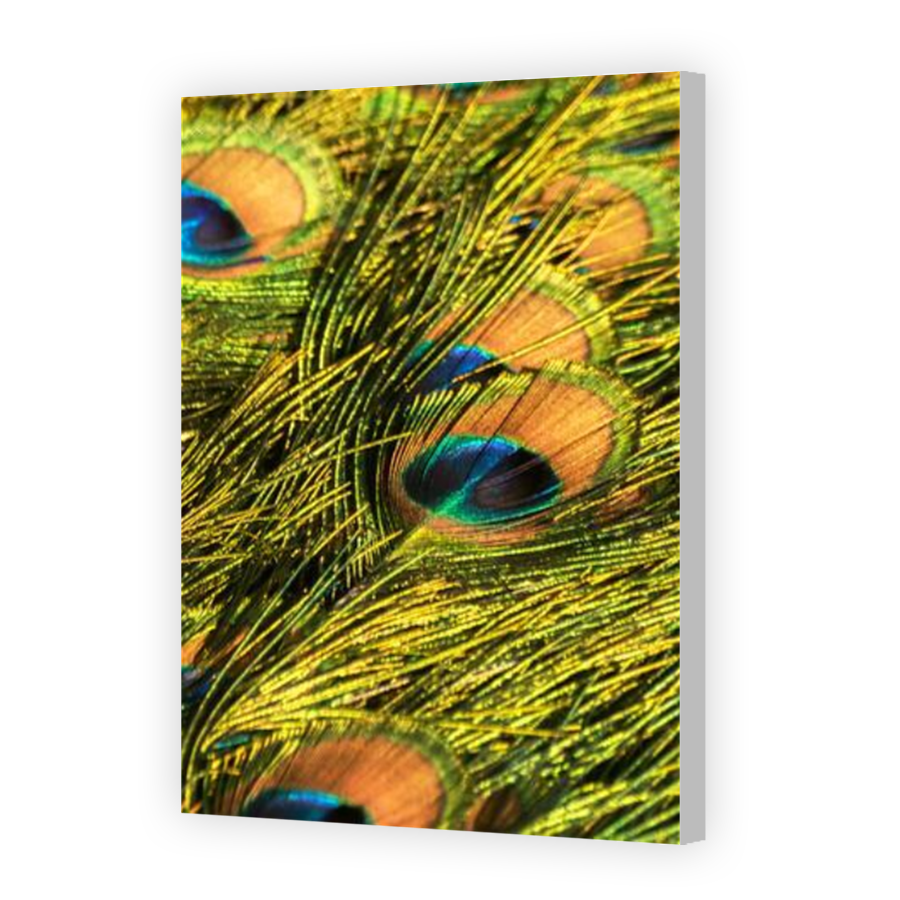 Thumbnail for Canvas - Coloured Canvas Wrap