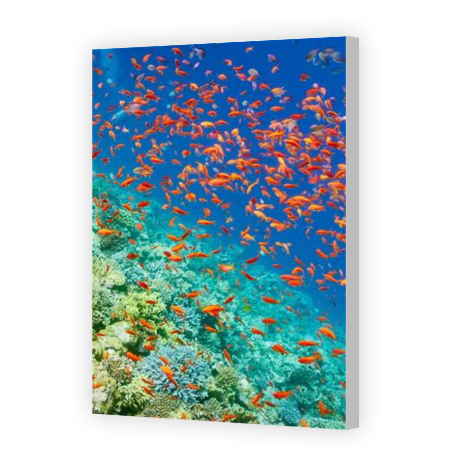 Thumbnail for Canvas - Coloured Canvas Wrap