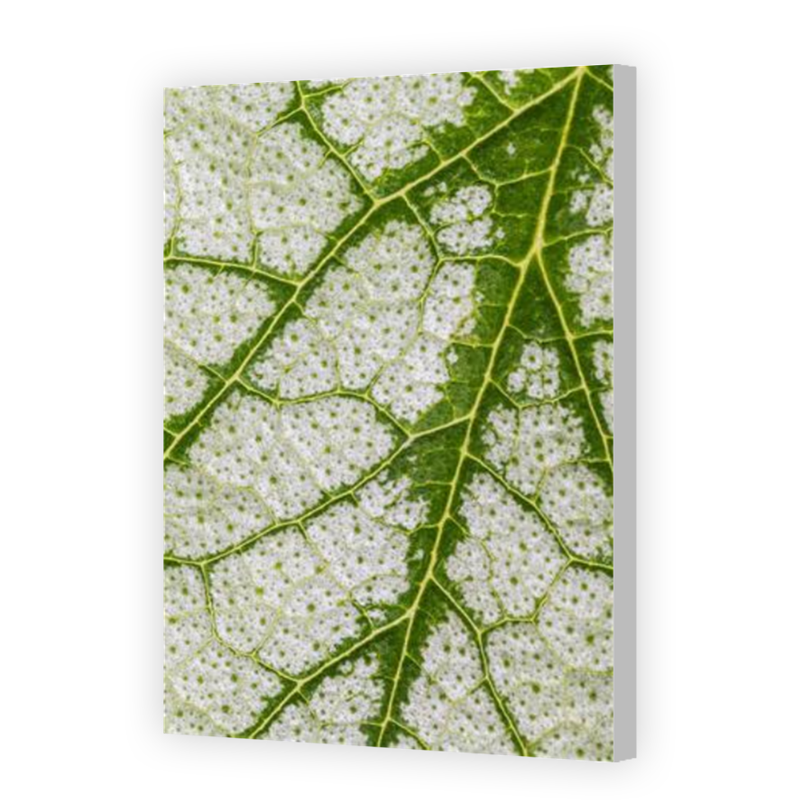 Thumbnail for Canvas - Coloured Canvas Wrap