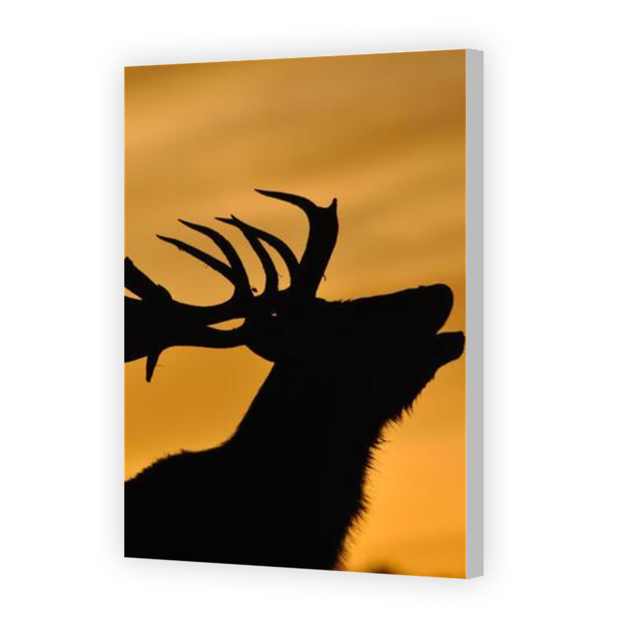 Thumbnail for Canvas - Coloured Canvas Wrap