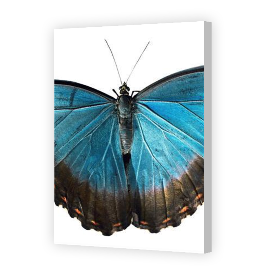 Thumbnail for Canvas - Coloured Canvas Wrap
