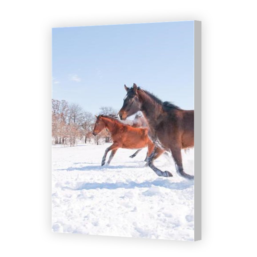 Thumbnail for Canvas - Coloured Canvas Wrap