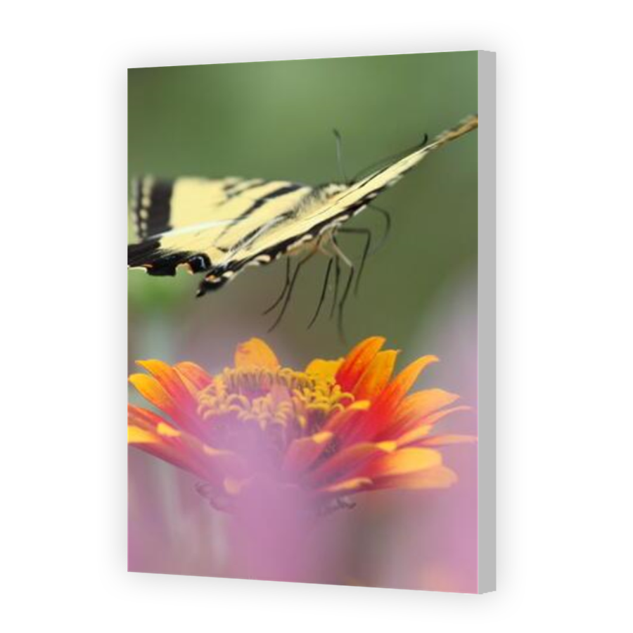 Thumbnail for Canvas - Coloured Canvas Wrap