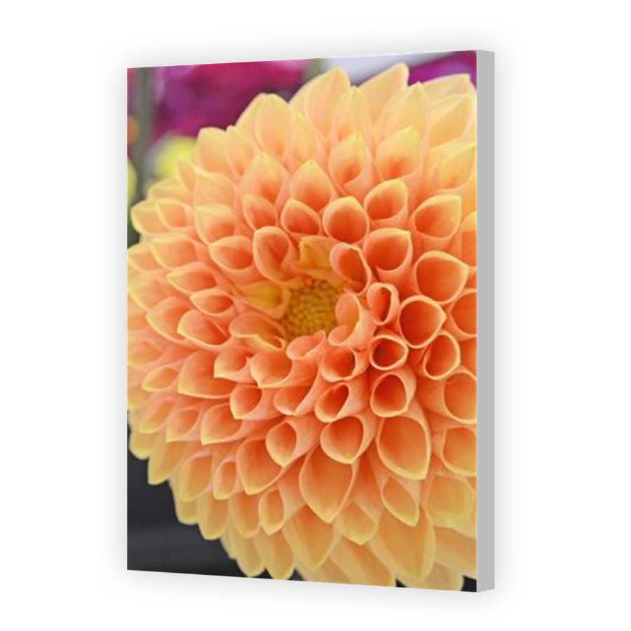 Thumbnail for Canvas - Coloured Canvas Wrap