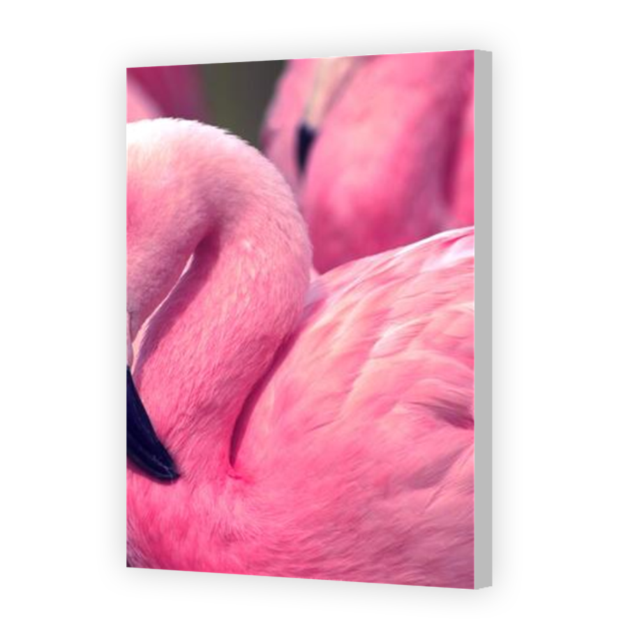 Thumbnail for Canvas - Coloured Canvas Wrap