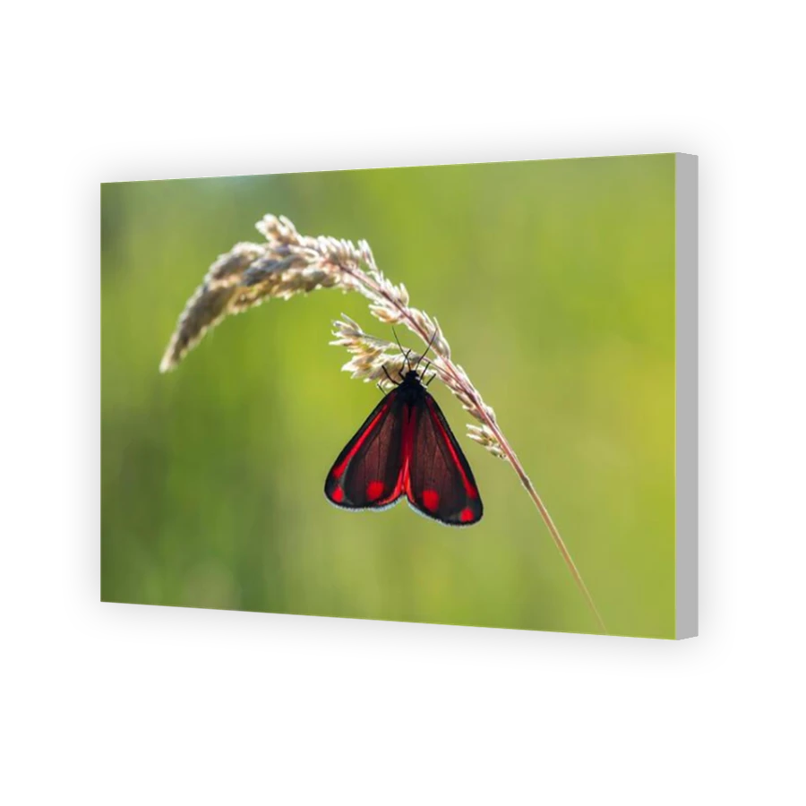 Thumbnail for Canvas - Coloured Canvas Wrap
