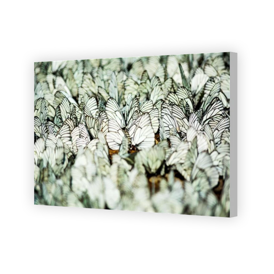 Thumbnail for Canvas - Coloured Canvas Wrap