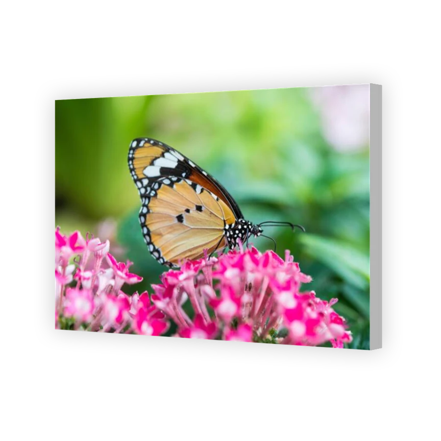 Thumbnail for Canvas - Coloured Canvas Wrap