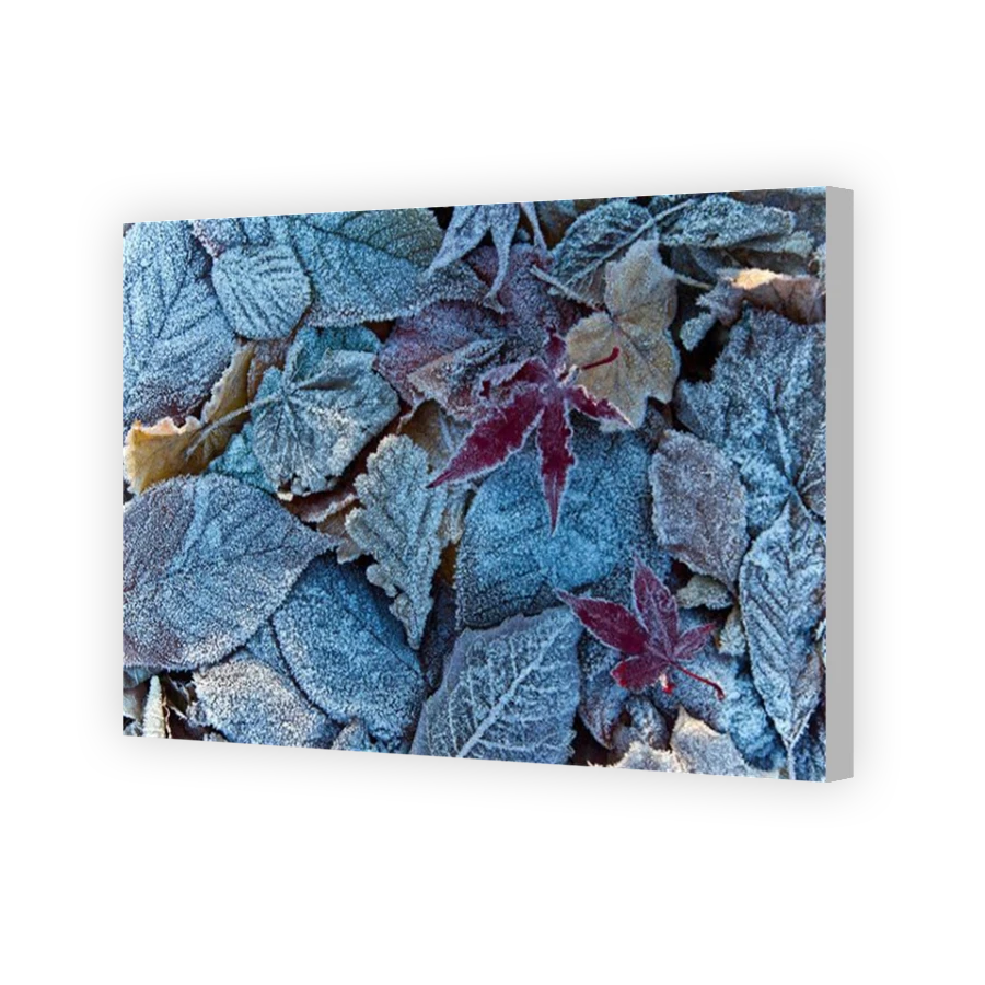 Thumbnail for Canvas - Coloured Canvas Wrap