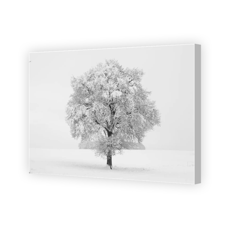 Thumbnail for Canvas - Coloured Canvas Wrap