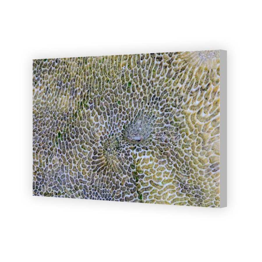 Thumbnail for Canvas - Coloured Canvas Wrap