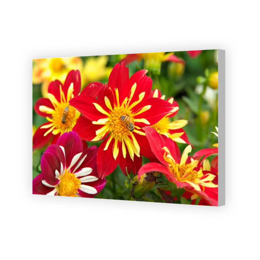 Thumbnail for Canvas - Coloured Canvas Wrap
