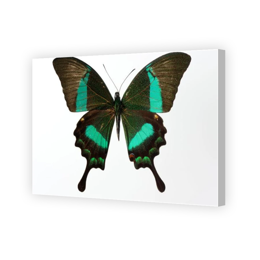 Thumbnail for Canvas - Coloured Canvas Wrap
