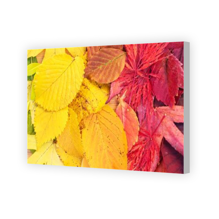 Thumbnail for Canvas - Coloured Canvas Wrap