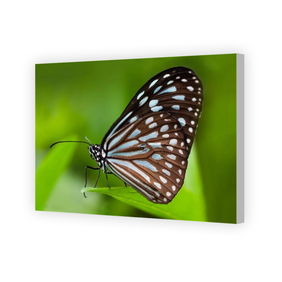 Thumbnail for Canvas - Coloured Canvas Wrap