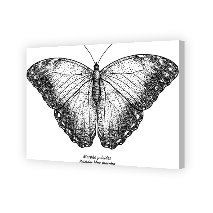 Thumbnail for Canvas - Coloured Canvas Wrap