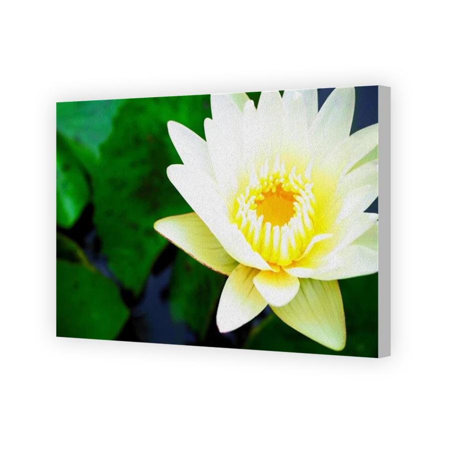 Thumbnail for Canvas - Coloured Canvas Wrap