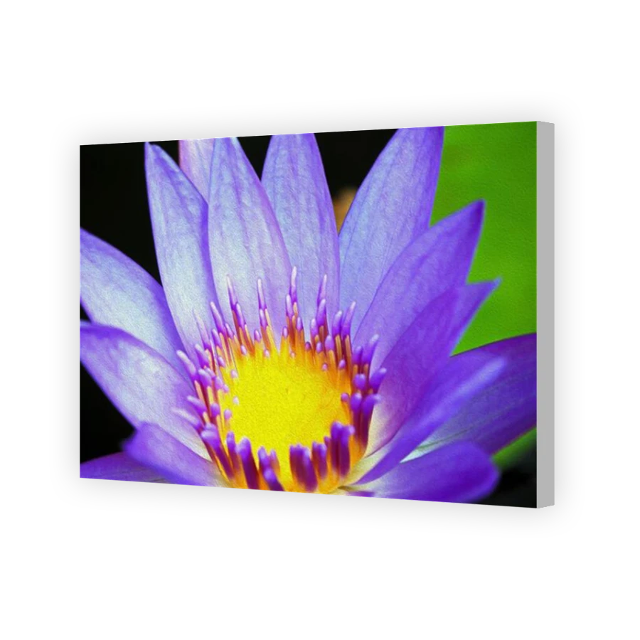 Thumbnail for Canvas - Coloured Canvas Wrap