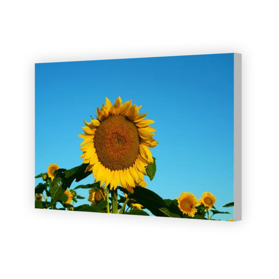 Thumbnail for Canvas - Coloured Canvas Wrap