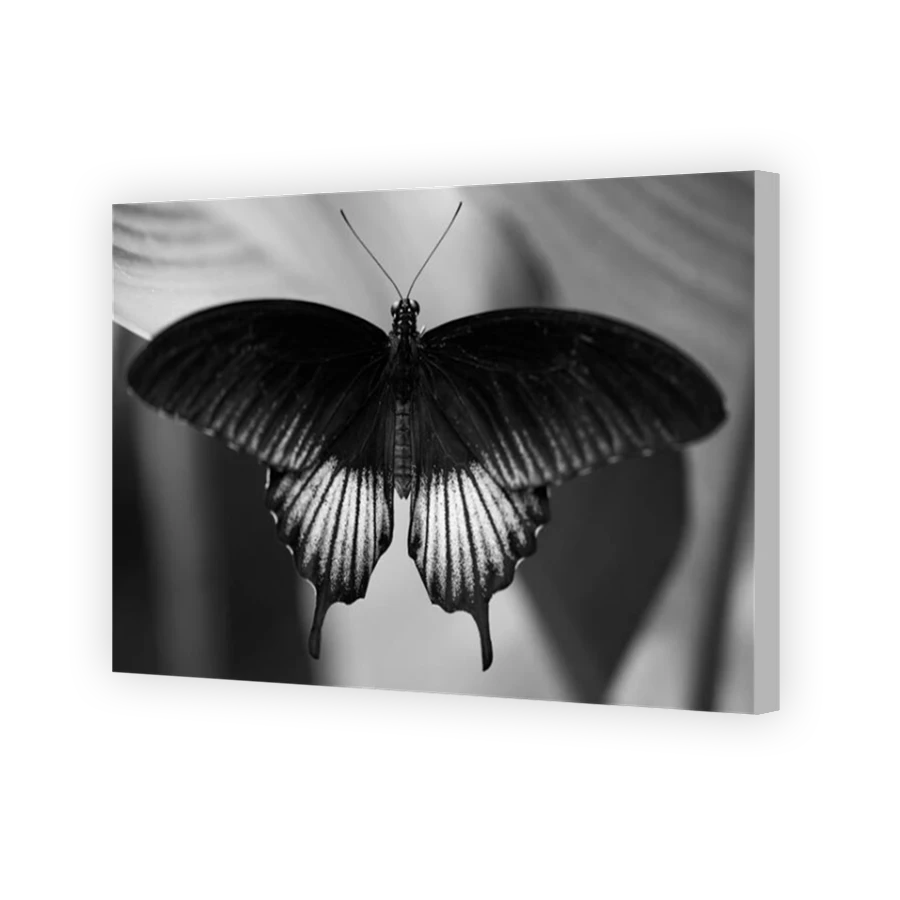 Thumbnail for Canvas - Coloured Canvas Wrap