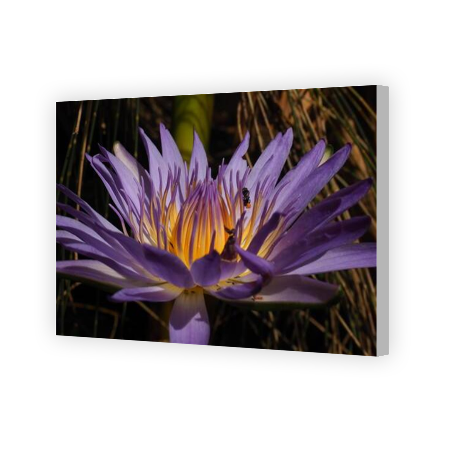 Thumbnail for Canvas - Coloured Canvas Wrap