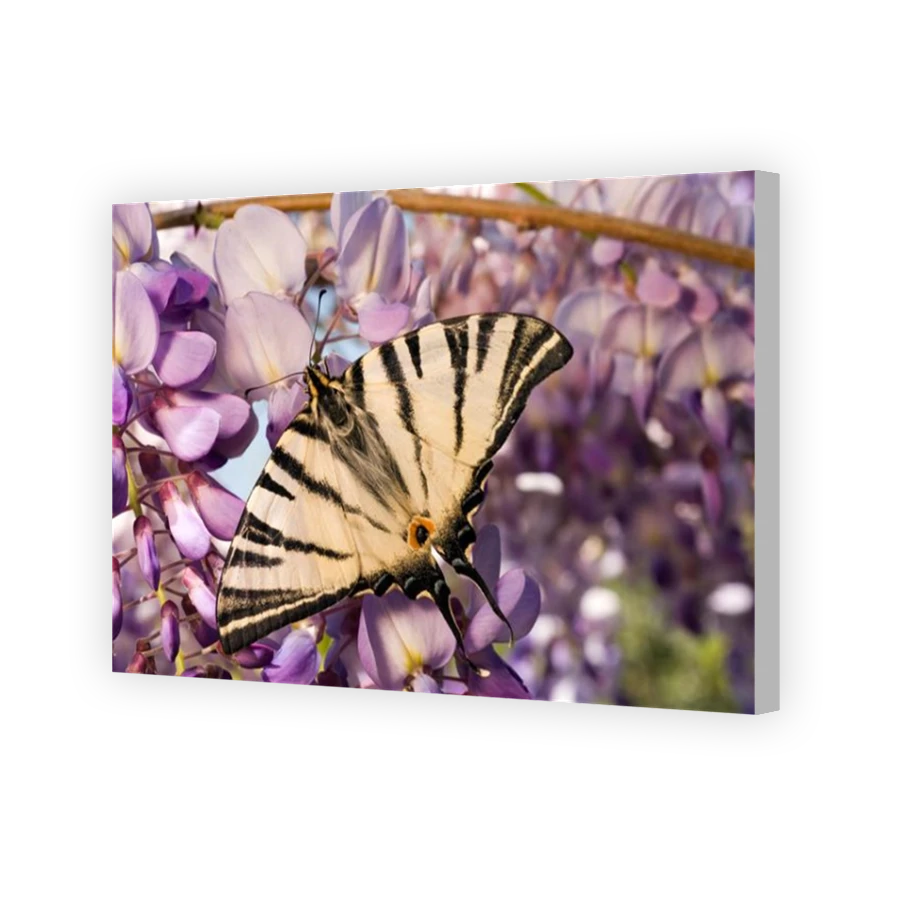 Thumbnail for Canvas - Coloured Canvas Wrap