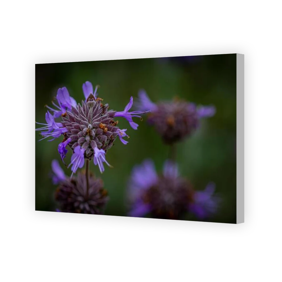 Thumbnail for Canvas - Coloured Canvas Wrap