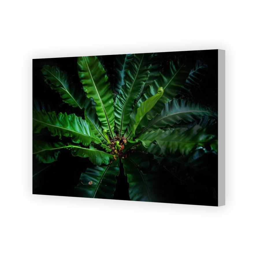 Thumbnail for Canvas - Coloured Canvas Wrap