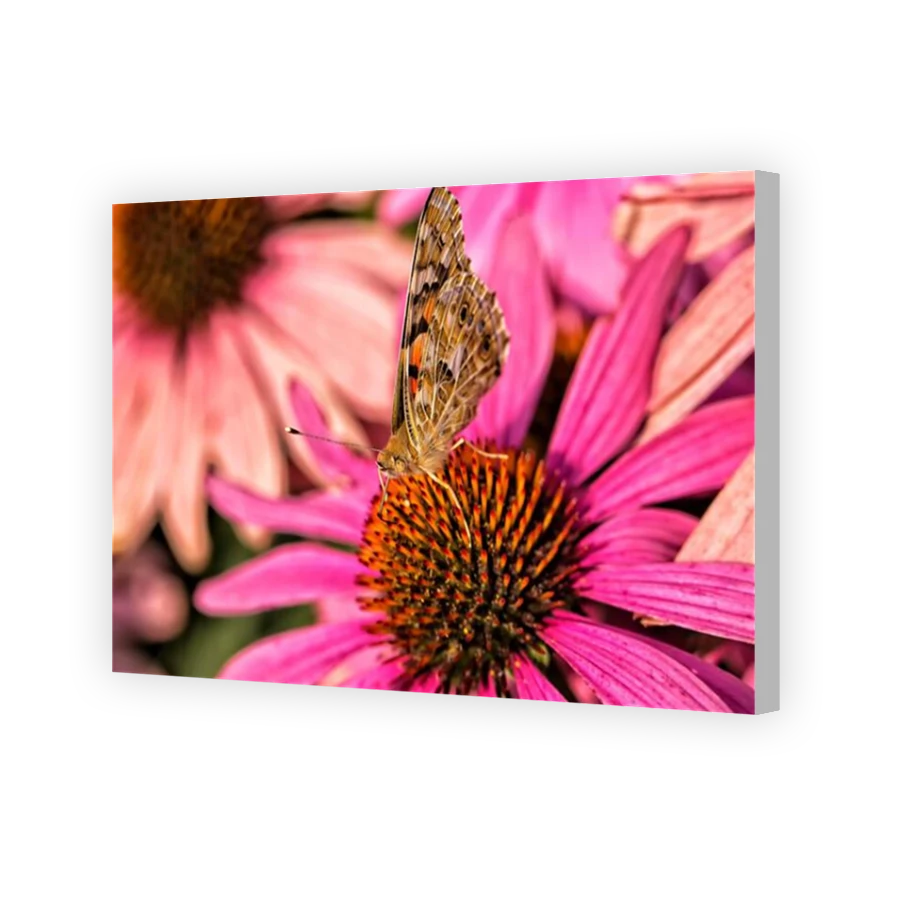 Thumbnail for Canvas - Coloured Canvas Wrap