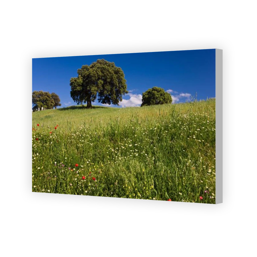 Thumbnail for Canvas - Coloured Canvas Wrap