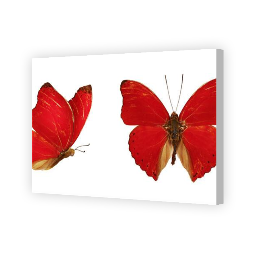 Thumbnail for Canvas - Coloured Canvas Wrap