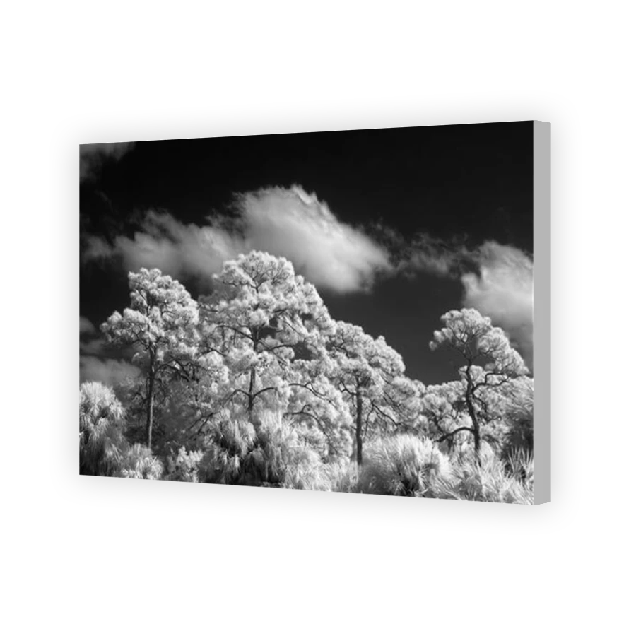 Thumbnail for Canvas - Coloured Canvas Wrap