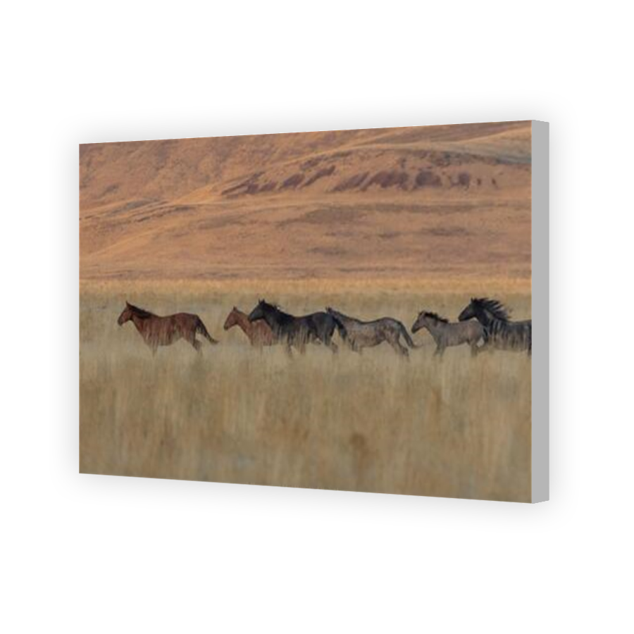 Thumbnail for Canvas - Coloured Canvas Wrap