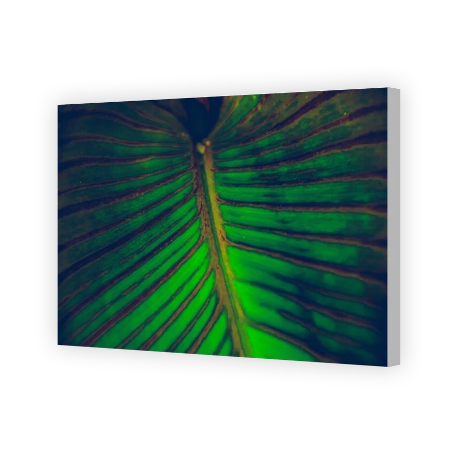 Thumbnail for Canvas - Coloured Canvas Wrap