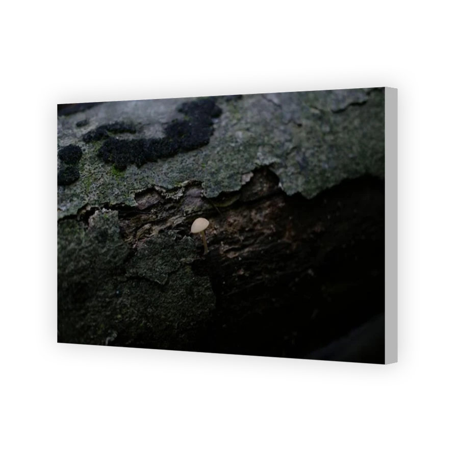 Thumbnail for Canvas - Coloured Canvas Wrap
