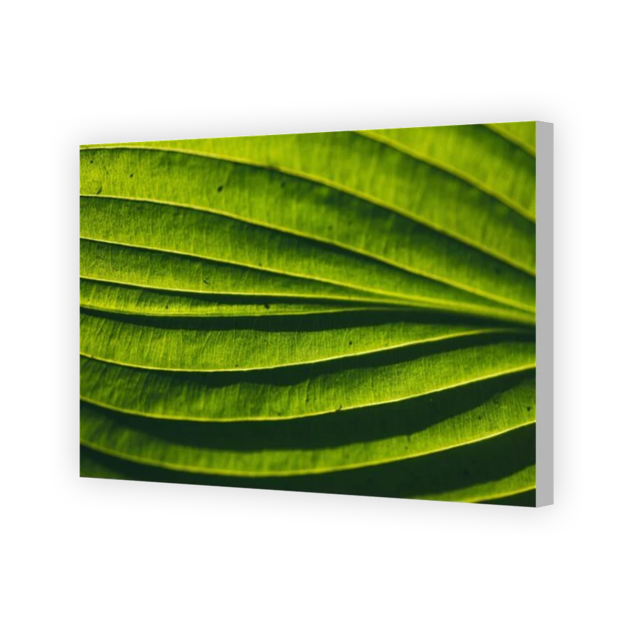 Thumbnail for Canvas - Coloured Canvas Wrap