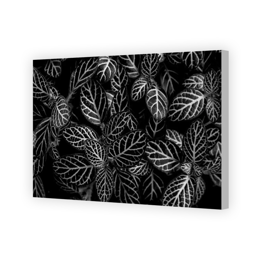 Thumbnail for Canvas - Coloured Canvas Wrap