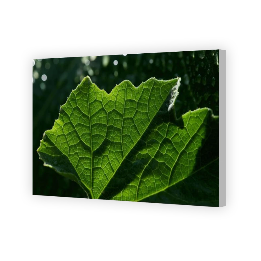 Thumbnail for Canvas - Coloured Canvas Wrap