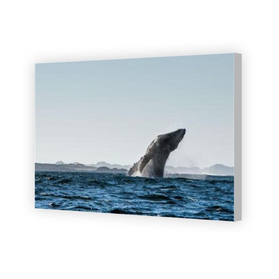 Thumbnail for Canvas - Coloured Canvas Wrap
