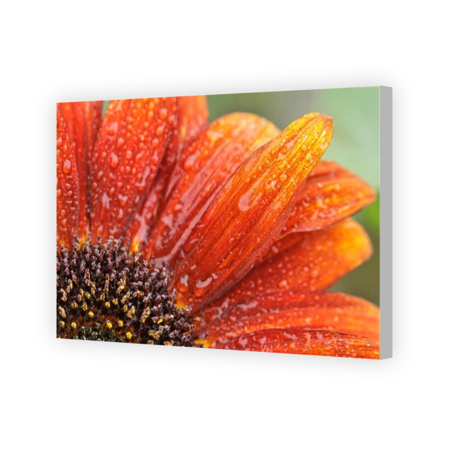 Thumbnail for Canvas - Coloured Canvas Wrap