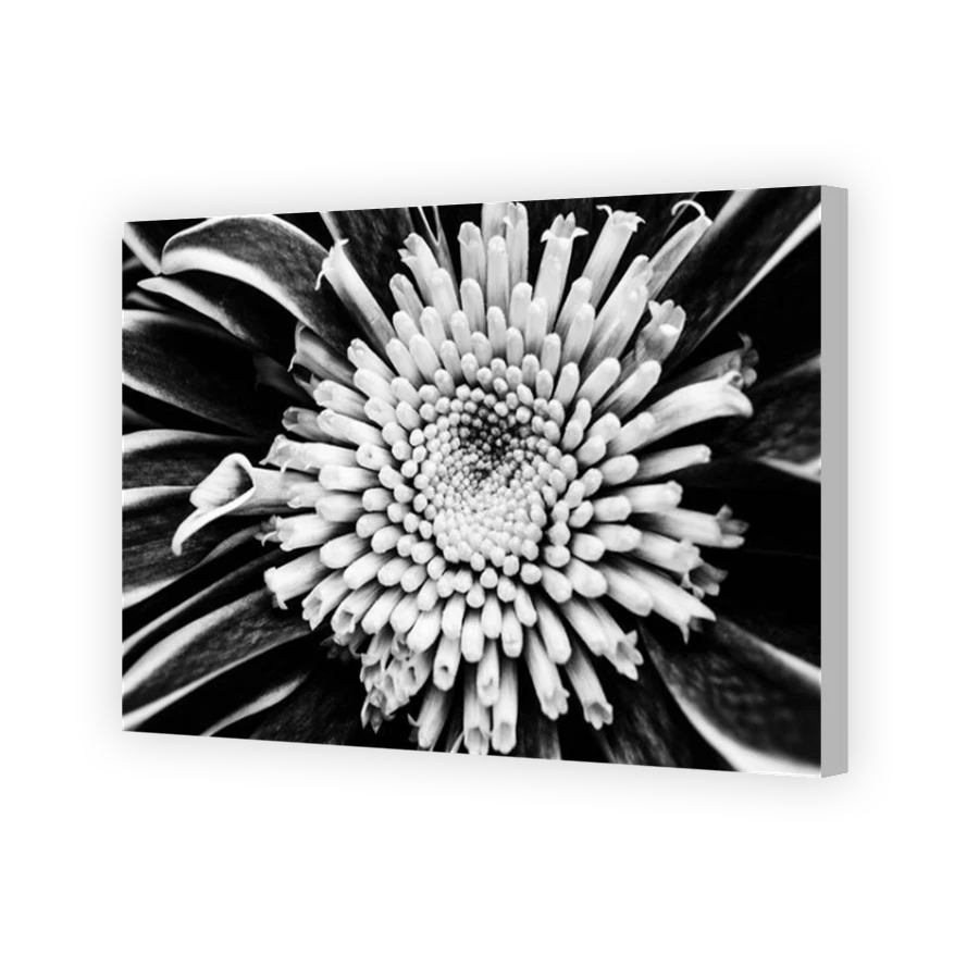 Thumbnail for Canvas - Coloured Canvas Wrap